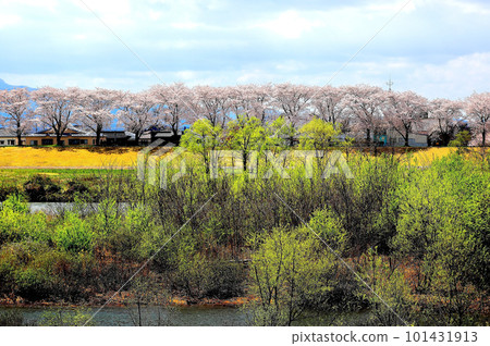 Akagawa 櫻花樹 春天 Cheerful 101431913