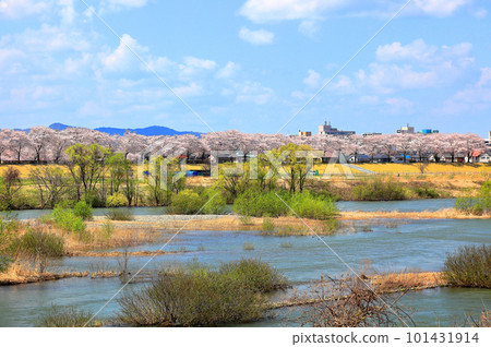 Akagawa 櫻花樹 春天 Cheerful 101431914