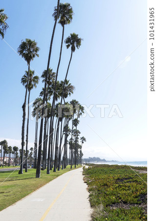 Palm Tree Walkway in Santa Barbara 101431965