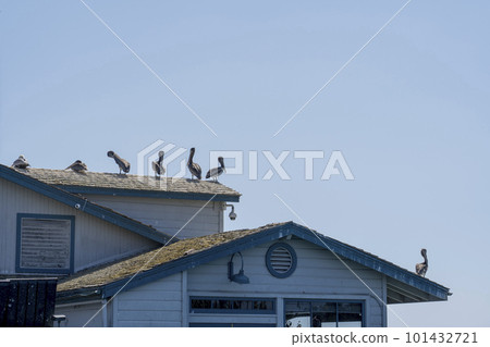 基於屋頂的鵜鶘，聖巴巴拉 101432721