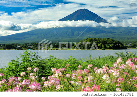 從山梨縣河口湖町盛開 Cleome 的河口湖大石公園看到的夏季富士山 從山梨縣河口湖町盛開 Cleome 的河口湖大石公園看到的夏季富士山 101432791