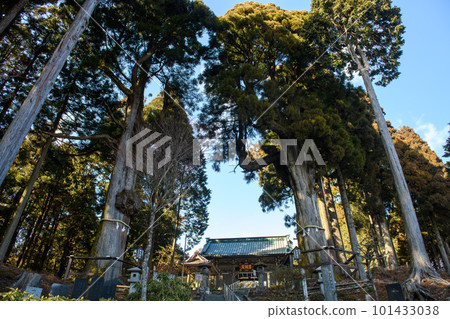 Nichiren Saint Nichiren's hand-planted cedar at Mt. Nichiren Saint Nichiren's hand-planted cedar at Mt. 101433038