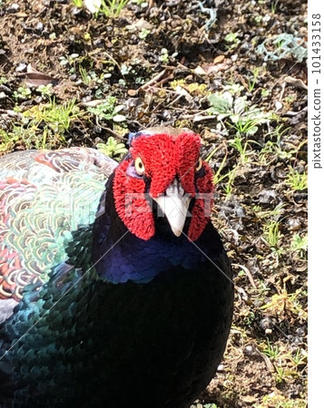 bright pheasant bright pheasant 101433158