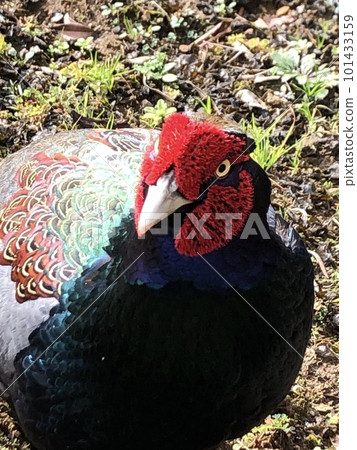 bright pheasant 101433159