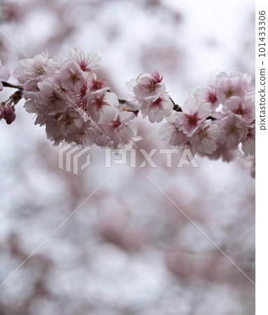 Cherry petals 101433306