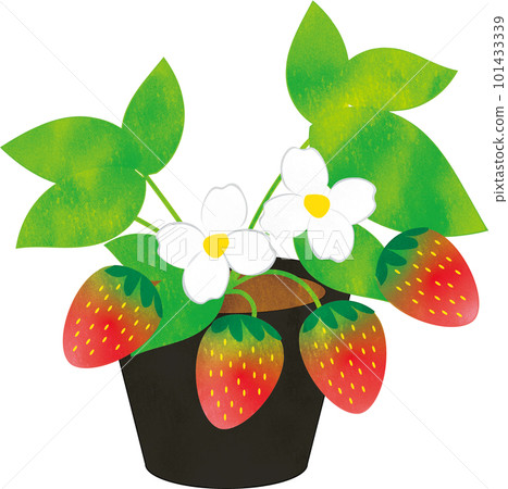 Strawberry seedlings Strawberry seedlings 101433339