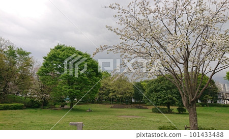 cherry tree and park cherry tree and park 101433488