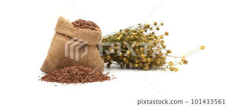 Linen seed in a burlap bag and bunch of flax plant Linen seed in a burlap bag and bunch of flax plant 101433561