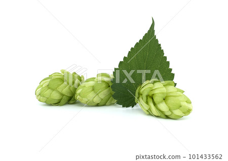 Hop cones with leaf over a white background Hop cones with leaf over a white background 101433562