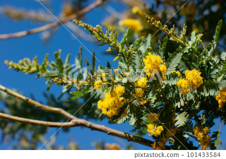 Mimosa flowers against the blue sky Mimosa flowers against the blue sky 101433584