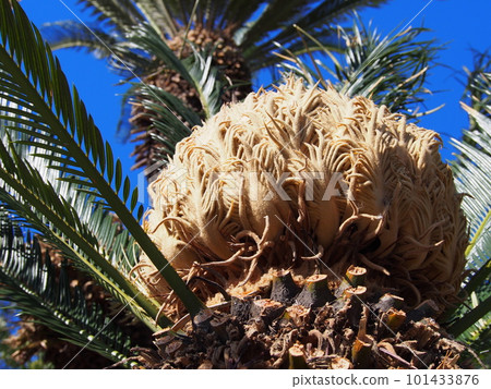 Female flower of Cyclo Female flower of Cyclo 101433876