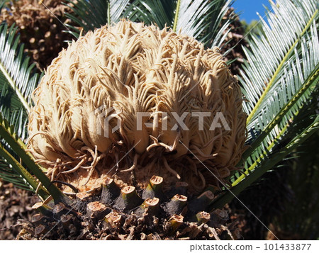 Female flower of Cyclo 101433877