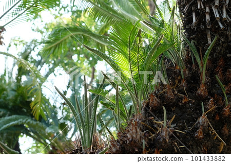 Cyclo射擊 101433882