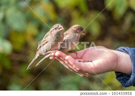 The boy feeds the birds with seeds from his hand. Sparrow eats seeds from the boy's hand The boy feeds the birds with seeds from his hand. Sparrow eats seeds from the boy's hand 101433958