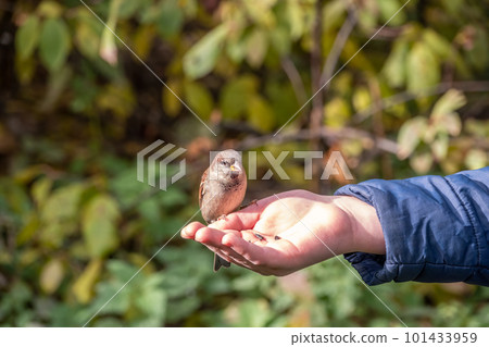 The boy feeds the birds with seeds from his hand. Sparrow eats seeds from the boy's hand 101433959