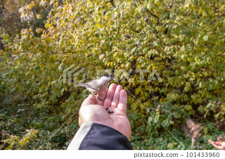 A willow tit sits on hand and eats seeds. Hungry bird willow tit eating seeds from a hand in winter or autumn 101433960