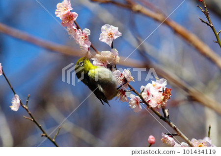 A lovely white-eye peeking through the branches and leaves of a pink plum tree. 101434119