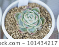 Succulent plant (variety: pink crystal rose) 101434217