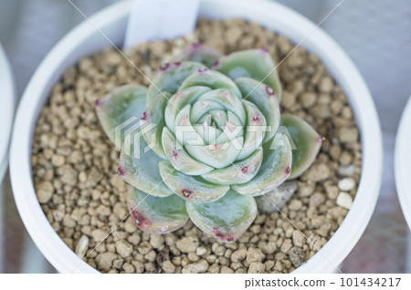 Succulent plant (variety: pink crystal rose) Succulent plant (variety: pink crystal rose) 101434217