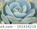 Succulent plant up (variety: char rose) 101434218