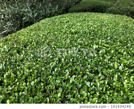 在公園裡種植 101434249