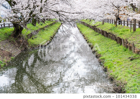 川越冰川神社後新子川沿岸的川越櫻花盛開的絕景 川越冰川神社後新子川沿岸的川越櫻花盛開的絕景 101434338