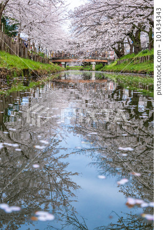 Reflection of cherry blossoms in full bloom along the Shingashi River Reflection of cherry blossoms in full bloom along the Shingashi River 101434343