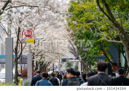 [Tokyo] People walking along a row of cherry blossom trees in full bloom 101434384