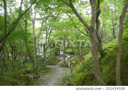 常寂光寺的綠葉 常寂光寺的綠葉 101434389