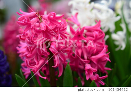 Red Nocturnal Orchid Funoko (Hyacinth) Red Nocturnal Orchid Funoko (Hyacinth) 101434412