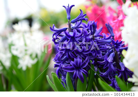 Night Koran Wind Nobuko (Hyacinth) Night Koran Wind Nobuko (Hyacinth) 101434413