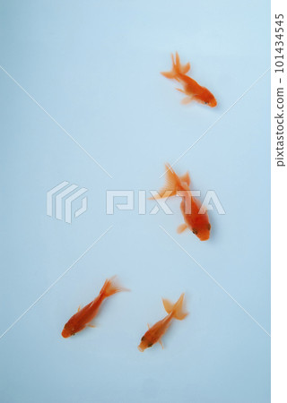 goldfish swimming comfortably 101434545