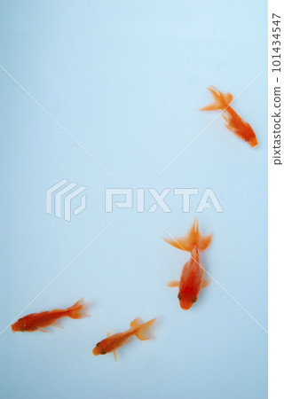 goldfish swimming comfortably 101434547