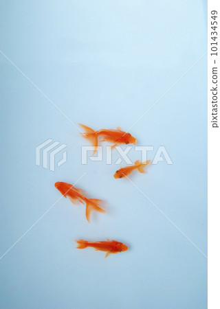 goldfish swimming comfortably 101434549