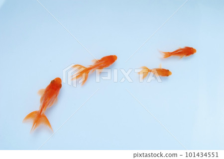 goldfish swimming comfortably 101434551