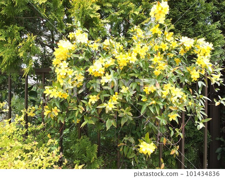 Carolina jasmine with yellow flowers entwined in a fence 101434836