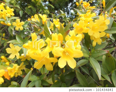 Carolina jasmine with yellow flowers entwined in a fence Carolina jasmine with yellow flowers entwined in a fence 101434841