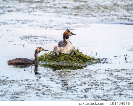 A pair of water birds, Great Crested Grebe, feeding chick at nest. A pair of water birds, Great Crested Grebe, feeding chick at nest. 101434976
