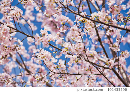 Asuwa River Embankment-Sakura 101435396
