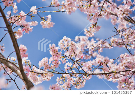 Asuwa River Embankment-Sakura 101435397