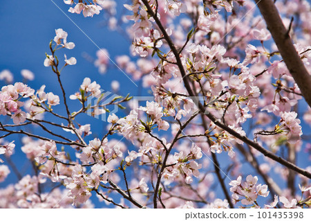 Asuwa River Embankment-Sakura Asuwa River Embankment-Sakura 101435398
