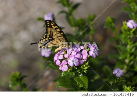 Papilio machaon butterfly sucking nectar from a pale purple flower (using a macro lens, outdoor close-up image) 101435419