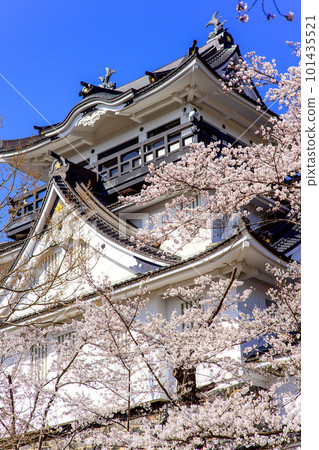 A castle tower surrounded by cherry blossoms, Yokote Castle Park, Akita Prefecture 101435521