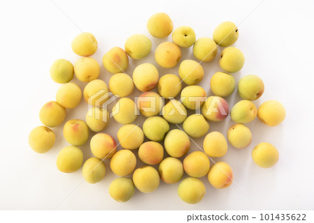 南科梅花白底 南科梅花白底 101435622