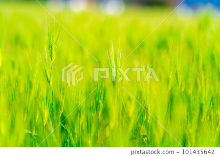 [Early summer material] Green barley field in early summer [Nagano Prefecture] 101435642