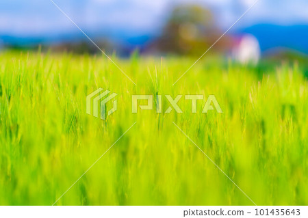 [Early summer material] Green barley field in early summer [Nagano Prefecture] 101435643