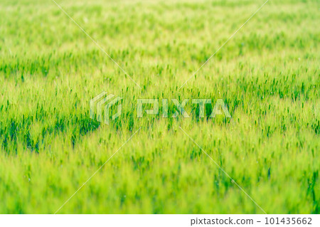 [Early summer material] Green barley field in early summer [Nagano Prefecture] 101435662