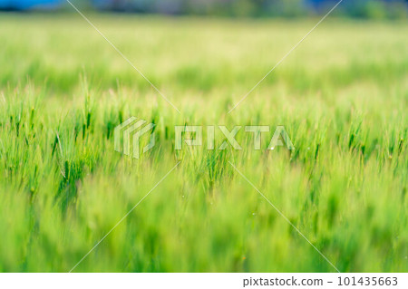 [Early summer material] Green barley field in early summer [Nagano Prefecture] 101435663