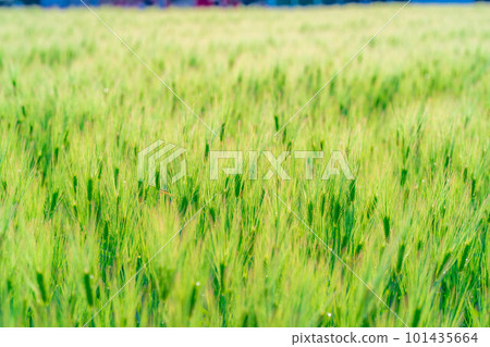 [Early summer material] Green barley field in early summer [Nagano Prefecture] 101435664