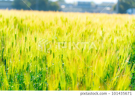 [Early summer material] Green barley field in early summer [Nagano Prefecture] 101435671